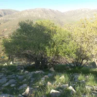 تاکسی دربستی پژو۴۰۵