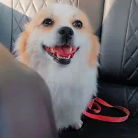 سگ پامر|سگ|شیراز, رکنآباد|دیوار