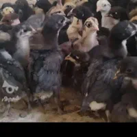 جوجه محلی از مرغ های محلی خودمه کرچ میشن