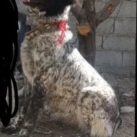 واگذاری سگ قدرجونی