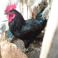خروس جوان