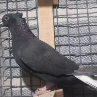 کفتر دم سفید|پرنده|مرودشت, شهرک مهدیه|دیوار