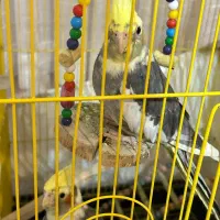 واگذاری عروس هلندی|پرنده|ساری, |دیوار