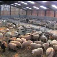 گوسفند قربانی قزوین بره نر میش جوان