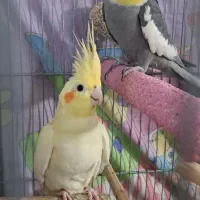 جوجه عروس هلندی