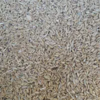 گندم|خدمات باغبانی و درختکاری|بروجرد, |دیوار