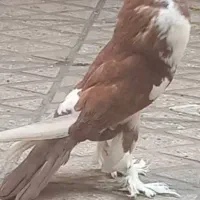 کبوتر بادکنکی