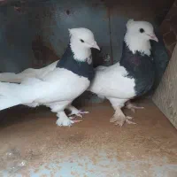 یک جفت طوق سیا فروشی