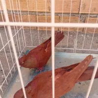کبوتر رنگی در الشتر