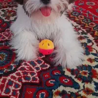 سگ شیتزوسوپرفلت ماده