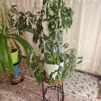 فروش گل طبیعی سالم و زیبا