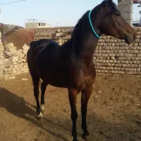 استثنایی ترین‌مادیان‌|اسب و تجهیزات اسب‌سواری|تهران, آرژانتین|دیوار