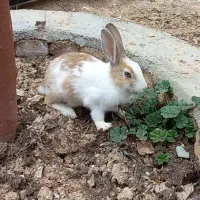 خرگوش ۳ ماهه ، نر