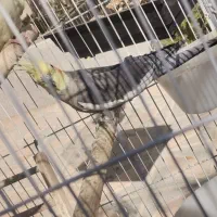 فروش عروس هلندی نر سینامون آماده جفت گیری و کوتوله