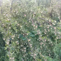 باغ سیب را اجاره میدیم