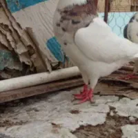 جفت ریش سیاه اتم