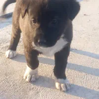 ۴توله اصل جفت قهوه ای نرو مشکی ماده بامادر