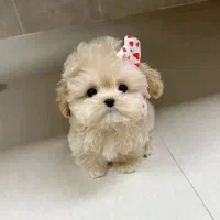 نژاد های آپارتمانی