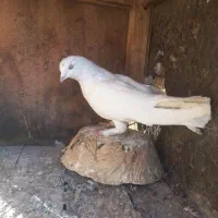 کبوتر|پرنده|قم, ولیعصر|دیوار