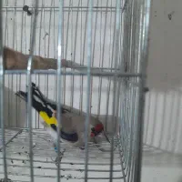 سهره|پرنده|بجنورد, |دیوار