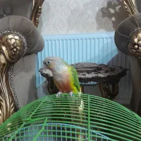 پرنده گرینچیک|پرنده|ملایر, |دیوار