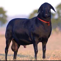 40راس دام زنده