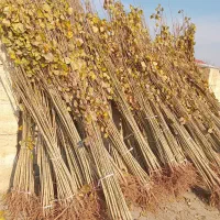 بهترین نهالهای صنوبر برای کاشت انبوه|خدمات باغبانی و درختکاری|بابل, |دیوار