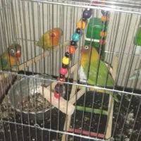 کوتوله برزیلی جوجه و بالغ