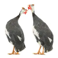 فروش فوری