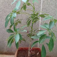 گل گیاه طبیعی