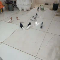 کفتر بهبونی وشهری|پرنده|شیراز, کیان آباد|دیوار