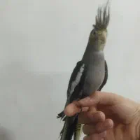 جوجه عروس هلندی های نر و ماده رام دستی|پرنده|پاکدشت, پاکدشت (مامازند)|دیوار