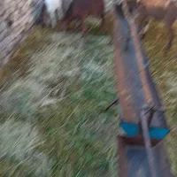 گوسفند|حیوانات مزرعه|مشهد, رباط طرق|دیوار