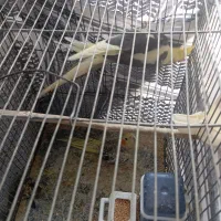 دو عدد عروس نرو ماده با قفس