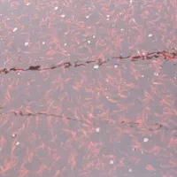 ماهی قرمز|ماهی|قوچان, |دیوار