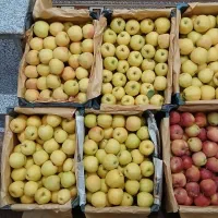 سیب قرمز وسفید|خوردنی و آشامیدنی|تخت سلیمان, |دیوار