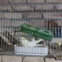 عروس هلندی دستی