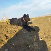 ماده سرابی|سگ|کبودرآهنگ, |دیوار