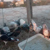 کبوتر تکپر|پرنده|تاتار علیا, |دیوار