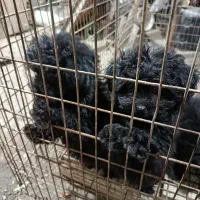 سگ‌پا‌کوتا