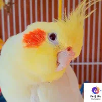عروس هلندی در نسیم شهر شهرک مهر گمشده