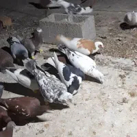 ۳۰ عدد کبوتر دورگ پلاکی|پرنده|بهبهان, |دیوار