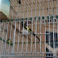 جوجه سهره نر وماده قفسی|پرنده|نهاوند, |دیوار