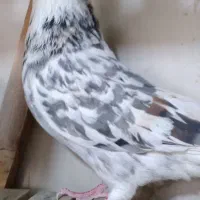 سرور 'هماسرور نروماده پرشی|پرنده|اصفهان, مصلی|دیوار