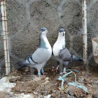 کبوتر فروشی