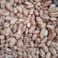 حبوبات لوبیا قرمز چیتی عدس نخود لپه گردو روغن شکر