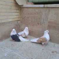 جوجه کبوتر ماهرو مخمل طوقی