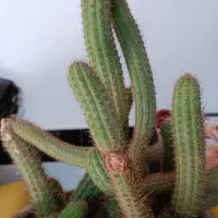 گل کاکتوس  گلدار وزیبا