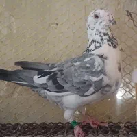 کبوتر پلاکی نر ماده کشکی الماسی کرم