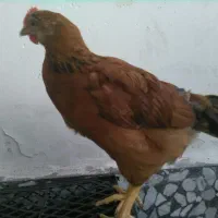مرغ وخروس